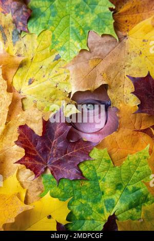 Photo of the eye of a woman peeking through colorful leaves in autumn or fall season Stock Photo