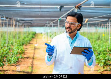 agro scientist at greenhouse using digital tab by looking around with safety eyeglasses and gloves - concept of biotechnology, data analysis and Stock Photo
