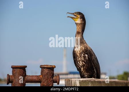 great cormorants resting on old rusty pier by the sea. Stock Photo