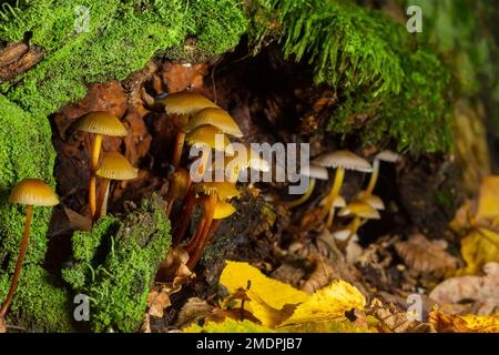 Mycena inclinata mushroom on old stump. Group of brown small mushrooms on a tree. Inedible mushroom mycena. Selective focus. Stock Photo