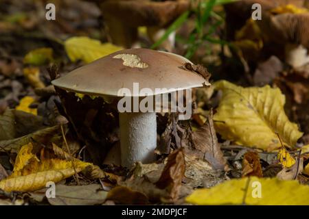 Edible mushroom Clitocybe nebularis in the beech forest. Known as Lepista nebularis, clouded agaric or cloud funnel. Wild mushrooms in the leaves. Aut Stock Photo