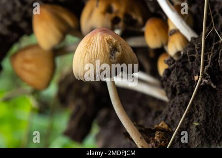 Coprinellus micaceus. Group of mushrooms on woods in nature. Stock Photo