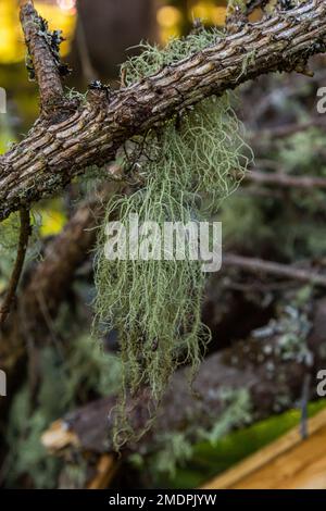 Usnea barbata ,old man's beard, or beard lichen growing naturally on turkey oak tree in Florida, natural antiobiotic Stock Photo