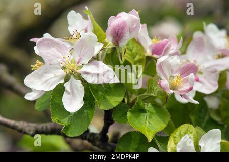 flower of apple tree in latin Malus Domestica flowering plant springtime view Stock Photo