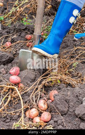 a farmer digs up potatoes with a shovel in the garden. farmer digs potatoes. new potatoes Stock Photo