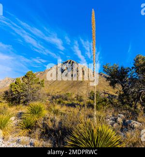 The Foothills of The Guadalupe Mountains Below Hunters Peak at Pine Springs, Guadalupe Mountains, National Park, Texas, USA Stock Photo