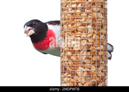 A rose-breasted grosbeak eats peanuts while hanging from a bird feeder, white background Stock Photo