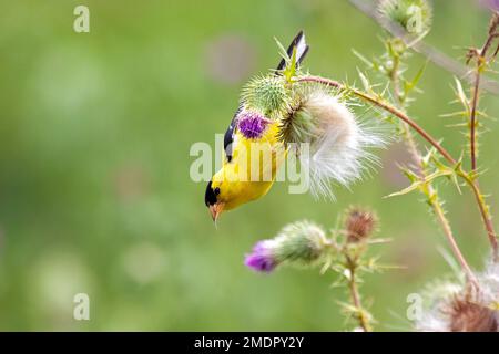 A goldfinch hangs upside down on a spear thistle as it devours the flowers fluffy seeds. Stock Photo