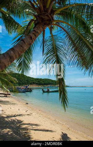 Palm Beach, Lipa Noi Beach, Ko Samui Island, Thailand, Asia Stock Photo