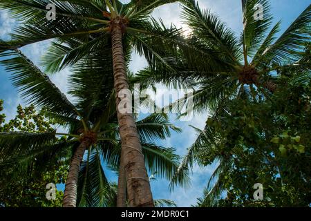 Palm trees, Palm beach, Lipa Noi Beach, Ko Samui Island, Thailand, Asia Stock Photo