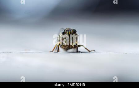 Macro close up frontal view portrait of a chorus cicada amphipsalta zelandica insect in Abel Tasman National Park South Island New Zealand Stock Photo