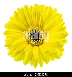 1 yellow Gerbera flower isolated on white  background Stock Photo