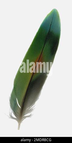 A tail feather of a lovebird cut out on a white background Stock Photo