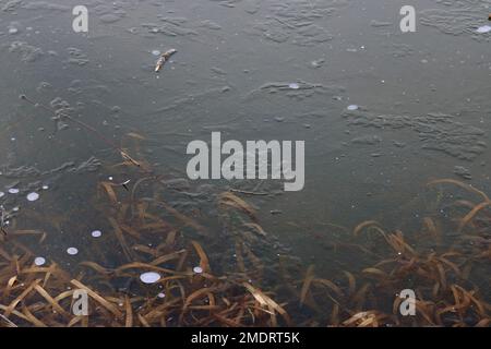 Close up of frozen lake in Winter. Reeds and bubbles in the ice. Stock Photo
