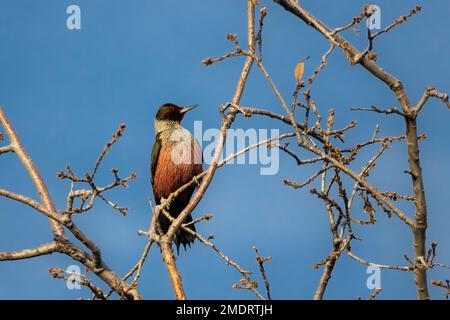 Lewis’ woodpecker (Melanerpes lewis) perched in a tree - photographed in Shasta County, California Stock Photo