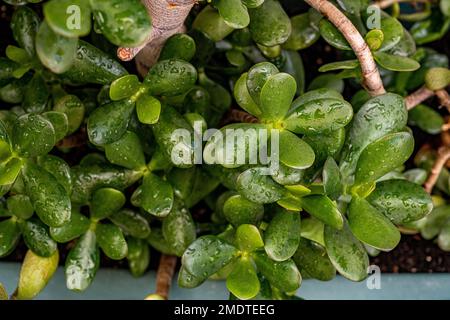 Number of jade plant leaves filled with water drops Stock Photo