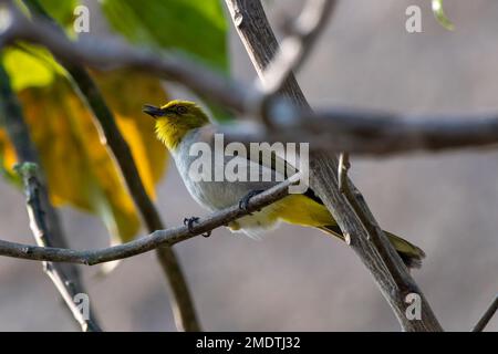 Yellow-throated bulbul or Pycnonotus xantholaemus observed in Hampi Stock Photo