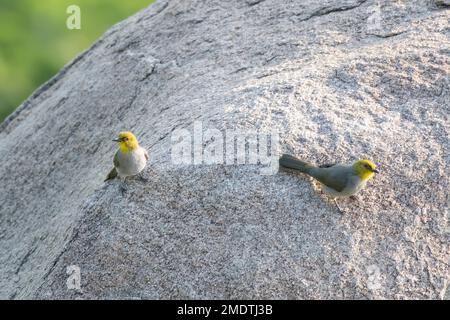 Yellow-throated bulbul (Pycnonotus xantholaemus) observed in Hampi Stock Photo