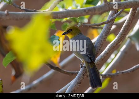 Yellow-throated bulbul or Pycnonotus xantholaemus observed in Hampi Stock Photo