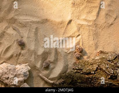 sand composition nature background wood bark stone Stock Photo