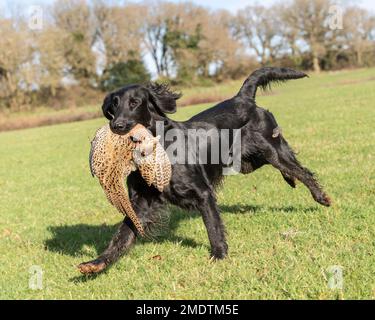 Flatcoated Retriever carrying shot hen pheasant Stock Photo