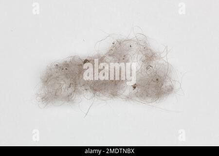 Dust on a white background. Isolated. Dust, hair and other household debris. A pile of rubbish. Food trash. Macro image of garbage. A cloud of dust. Stock Photo