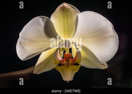 Blooming white orchid isolated flower phalaenopsis, phalaenopsis or falah   dark black background Close up macro backlight sun Stock Photo