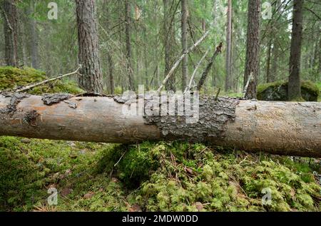 Fallen fir tree with trace after damage by beetles in untouched coniferous forest, this habitat is important for many insects Stock Photo