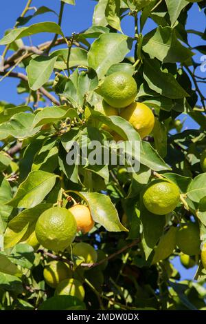 Lime and Lemon Fruit on Tree with Blue Sky Stock Photo