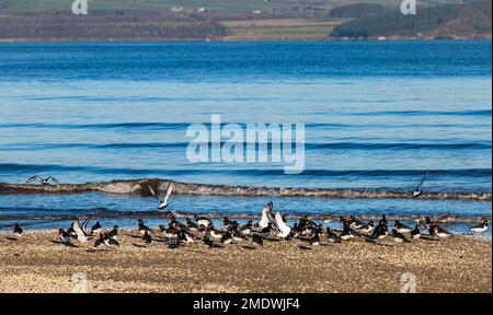 Flock of wading birds oystercatchers (Haematopus ostralegus) on shore of Firth of Forth in sunshine, Scotland, UK Stock Photo