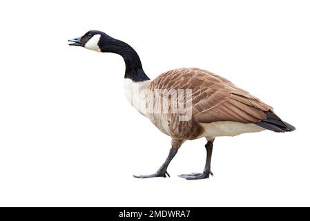 Canada Goose isolated on white background ( Branta Canadensis ) Stock Photo