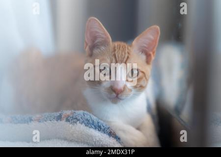 brown and white kitty with yellow eyes lying by the window Stock Photo