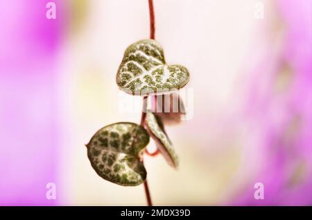 Plant of ceropegia woodii also called chain of hearts or string of hearts on colored background, evergreen succulent plant with leaves shaped like hea Stock Photo