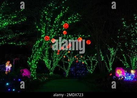 Trees Covered with Green and Orange Holiday Lights Stock Photo