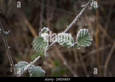 Overnight Ice has formed on hardy winter plants Stock Photo