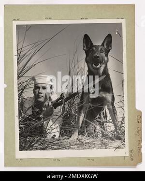 Coast Guard Dog Patrol. This image depicts a Coast Guardsman and his canine partner peak over the sand dune to check on strange movement. Stock Photo