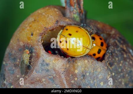 Fruit fly or vinegar fly Drosophila melanogaster and Harmonia axyridis Harlequin ladybug on the damaged pear fruit. Stock Photo