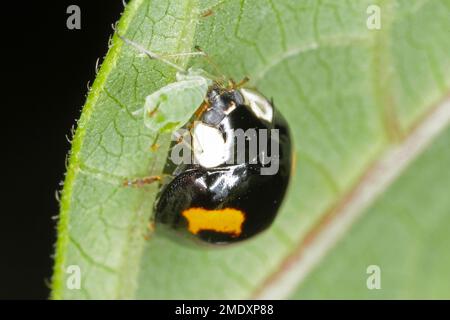 Harmonia axyridis Harlequin ladybug eating a hunted aphid. Stock Photo