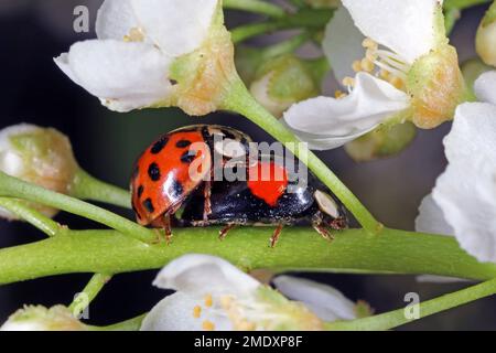 Harlequin ladybird (Harmonia axyridis) macro. Stock Photo