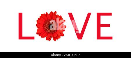 Red gerbera on a white background with the word love. Stock Photo