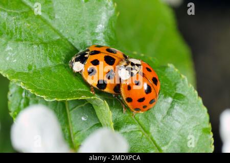Harlequin ladybird (Harmonia axyridis) macro. Stock Photo