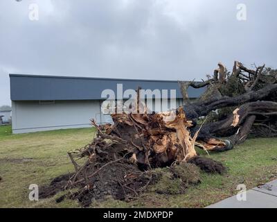 Hurricane force storm damage causes a large mature tree to be broken and fall to the ground. Stock Photo