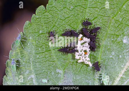 Young larvae of Harmonia axyridis Harlequin ladybug. Stock Photo