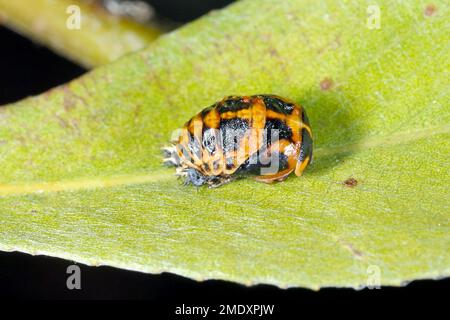 Pupa of Harmonia axyridis Harlequin ladybug on leaf. Stock Photo