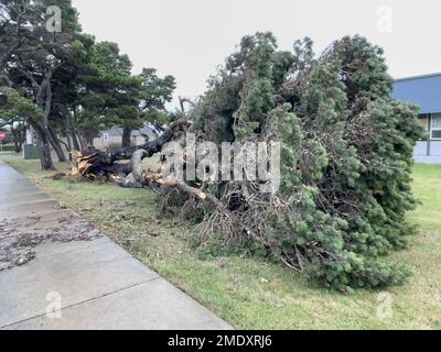 Fallen tree after a strong storm. Stock Photo