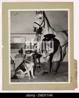 Coast Guard Pals. This image depicts a man, dog, and horse on a beach patrol station on the Pacific Coast. Stock Photo