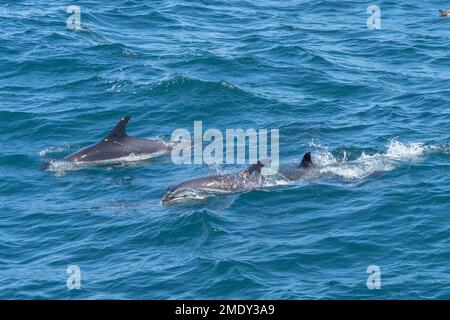 Common Dolphins swimming next to Whale Watch Boat off the Coast of Cape Cod. Stock Photo