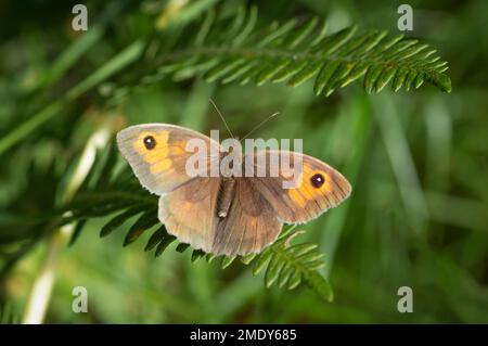 Meadow Brown butterfly posing on a fern Stock Photo