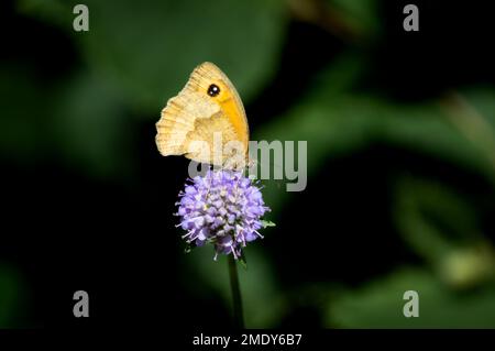 Meadow Brown butterfly posing on Devil's-bit Scabious Stock Photo