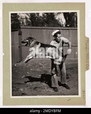 Pacific Patrol Dogs are Spry and Savage. This image depicts a Coast Guard Patrol Dog, jumping through the arms of his trainer. Stock Photo